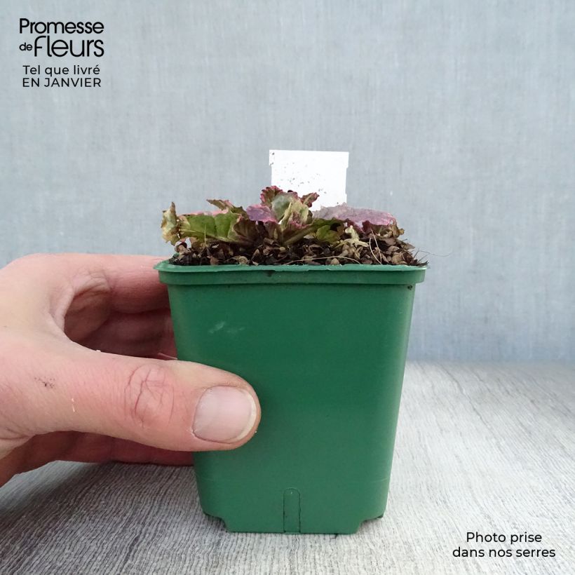 Spécimen de Bugle rampante - Ajuga reptans Burgundy Glow Godet de 7/8 cm tel que livré en hiver