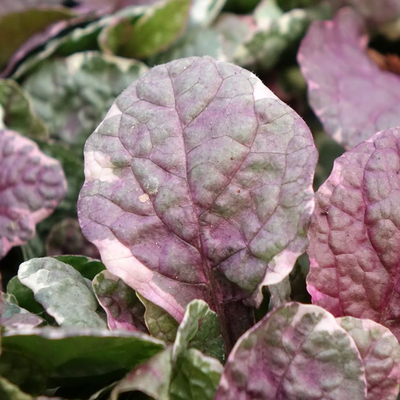 Bugle rampante - Ajuga reptans Burgundy Glow (Feuillage)