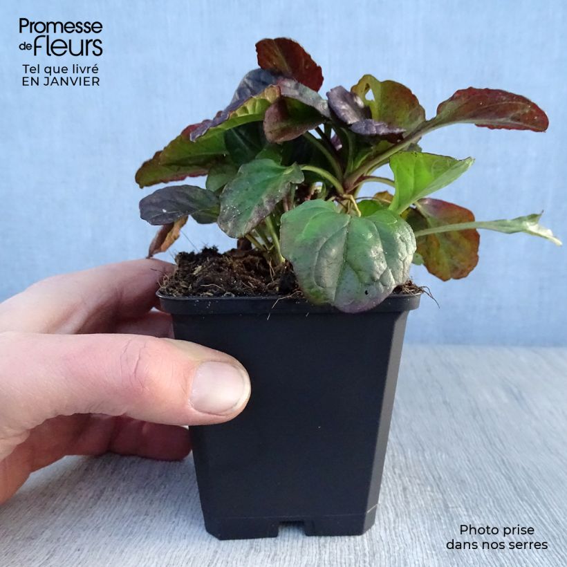 Spécimen de Bugle rampante - Ajuga reptans Catlin's Giant Godet de 8/9 cm tel que livré en hiver
