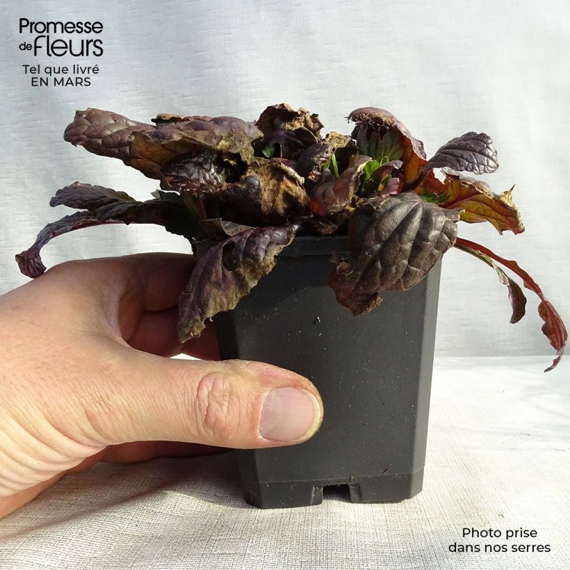 Spécimen de Bugle rampante - Ajuga reptans Multicolor (Rainbow) Godet de 8/9 cm tel que livré au printemps