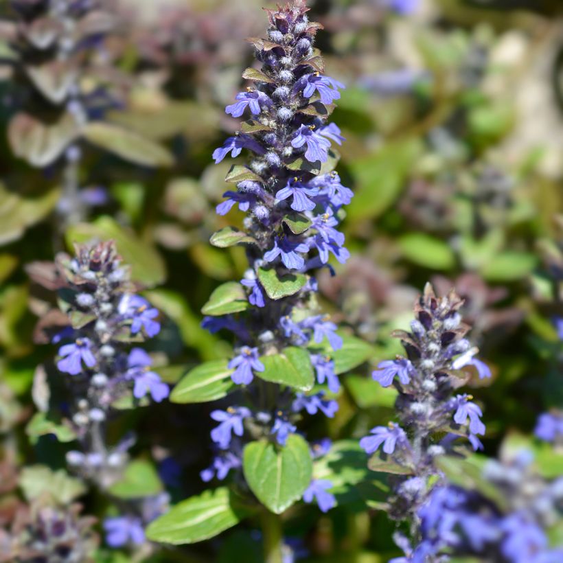 Bugle rampante - Ajuga reptans Multicolor (Rainbow) (Floraison)