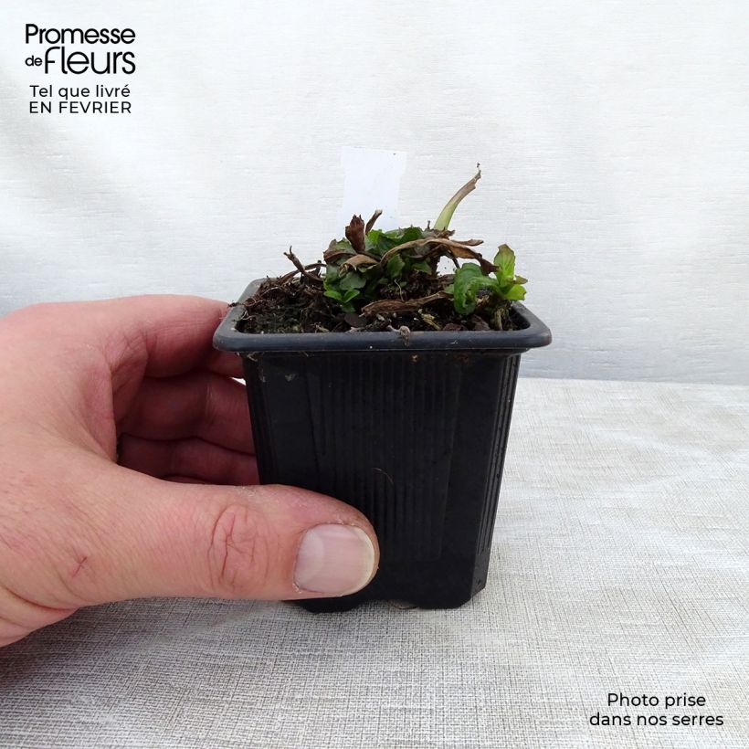 Spécimen de Bugle rampante, Ajuga reptans Rosea Godet de 8/9 cm tel que livré en hiver