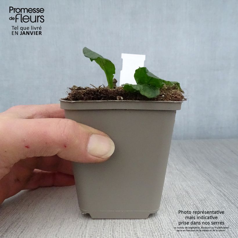 Spécimen de Bugle rampante - Ajuga reptans Sanne Godet de 8/9 cm tel que livré en hiver