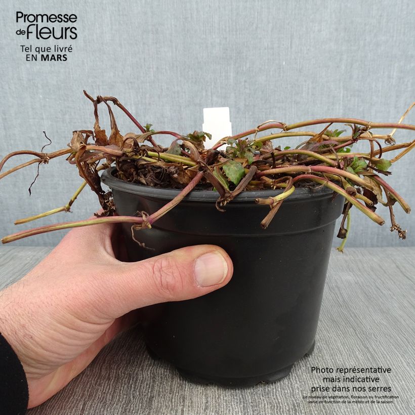 Spécimen de Bugle rampante - Ajuga reptans Pot de 2L/3L tel que livré en hiver