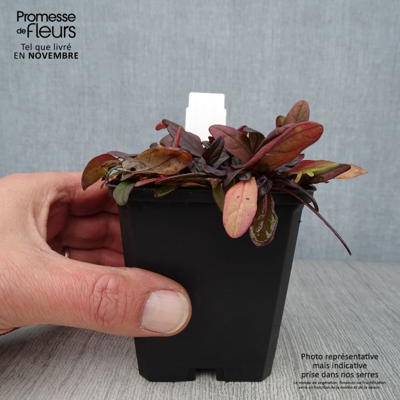 Spécimen de Bugle rampante - Ajuga tenorii Chocolate Chip (Valfredda) Godet de 8/9 cm tel que livré en automne