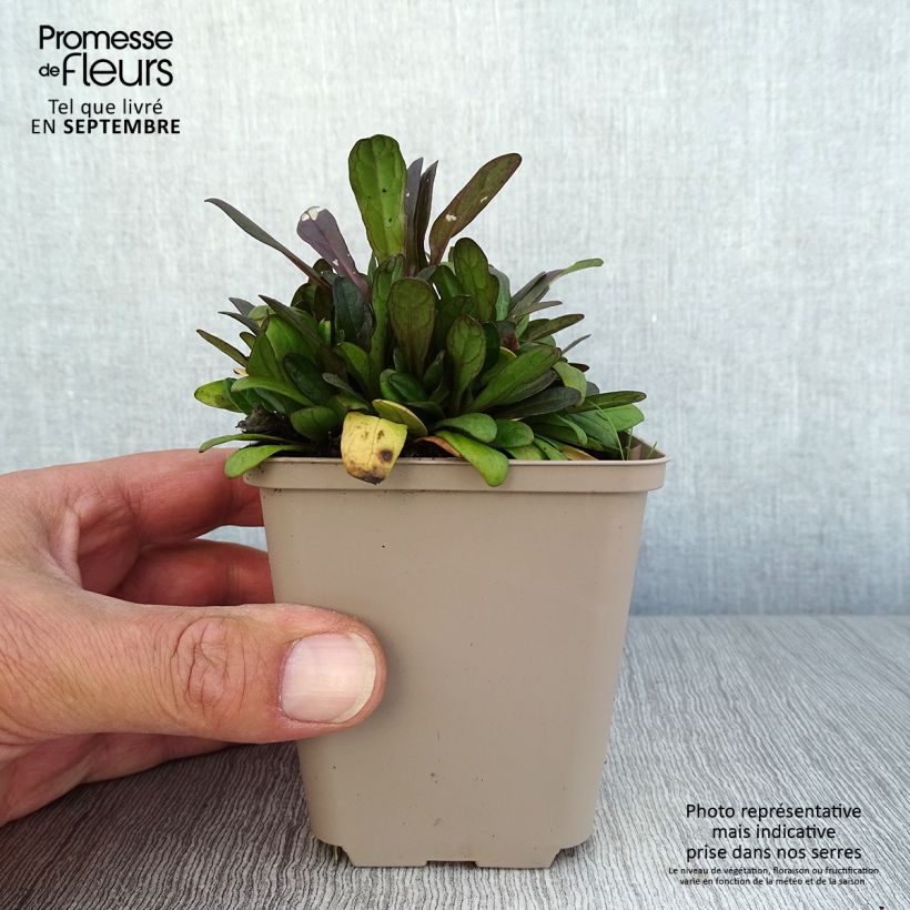 Spécimen de Bugle rampante - Ajuga tenorii Dixie Chip Godet de 8/9 cm tel que livré en automne