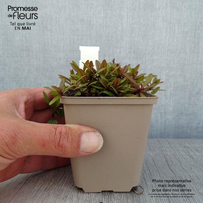 Spécimen de Bugle rampante - Ajuga tenorii Dixie Chip Godet de 8/9 cm tel que livré au printemps