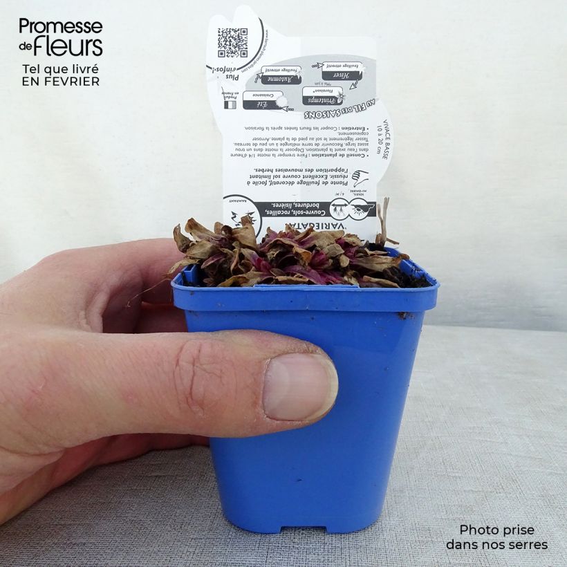 Spécimen de Bugle rampante - Ajuga tenorii Princess Nadia Godet de 8/9 cm tel que livré en hiver