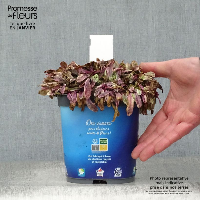 Spécimen de Bugle rampante - Ajuga tenorii Princess Nadia Pot de 1,5L/2L tel que livré en hiver