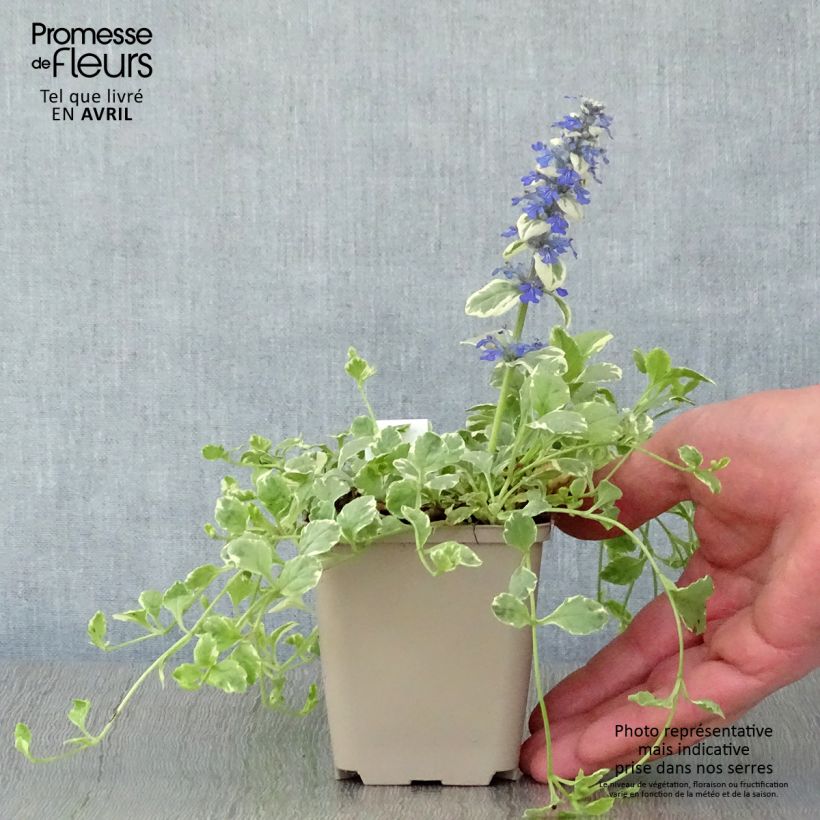 Spécimen de Bugle rampante panachée - Ajuga reptans Variegata Godet de 8/9 cm tel que livré au printemps