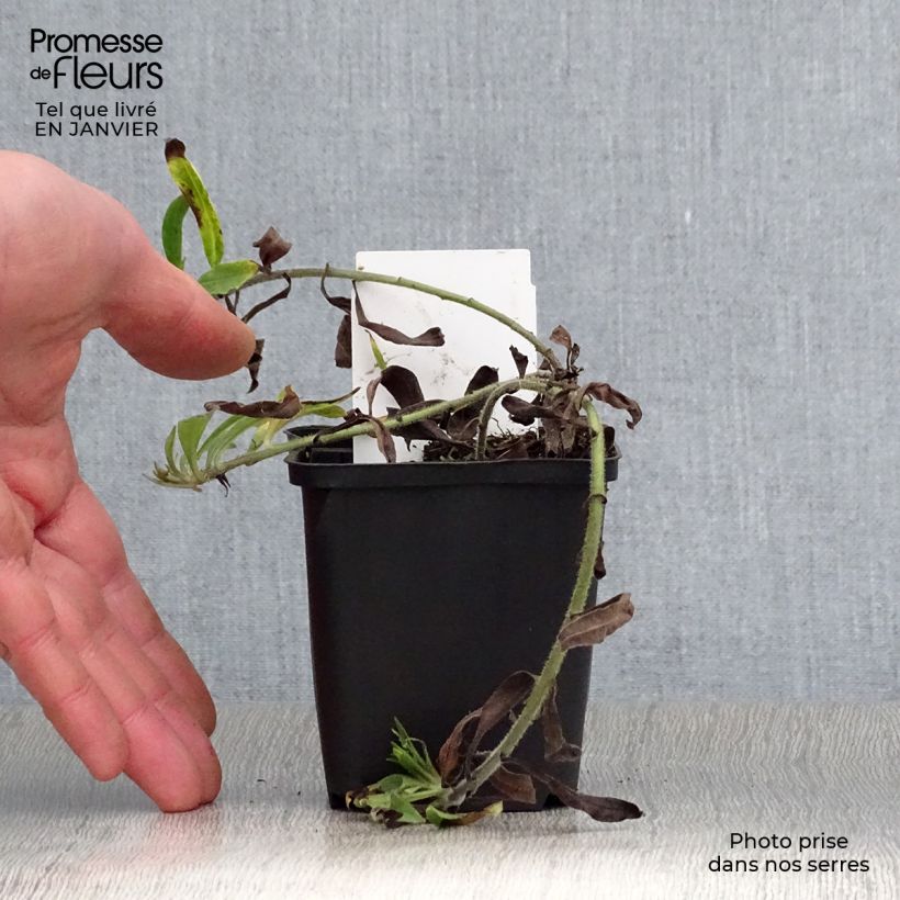 Spécimen de Buglossoides purpurocaerulea - Grémil pourpre bleu Godet de 8/9 cm tel que livré en hiver