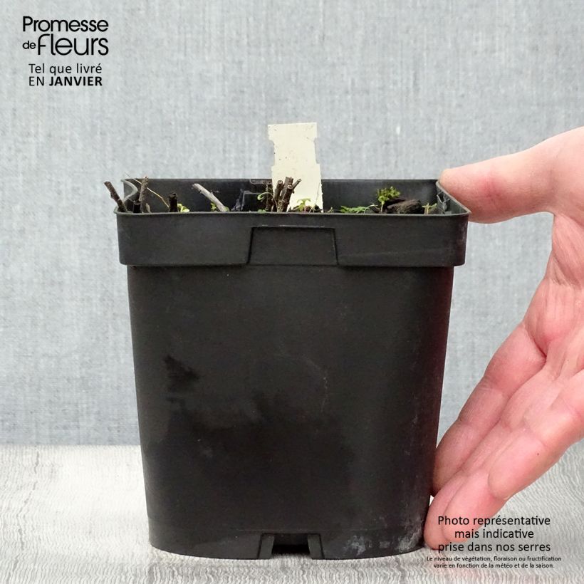 Spécimen de Buglossoides purpurocaerulea - Grémil pourpre bleu Pot de 2L/3L tel que livré en hiver