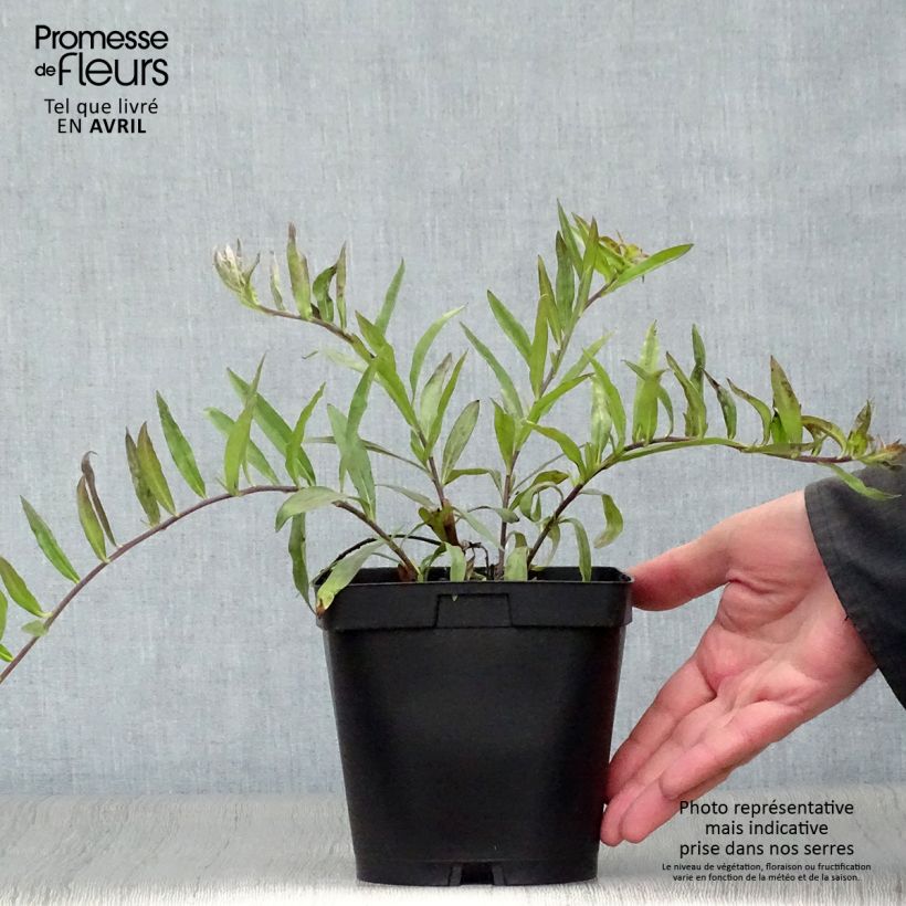 Amostra de Buglossoides purpurocaerulea Vaso de 2 L/3 L tal como entregue na primavera