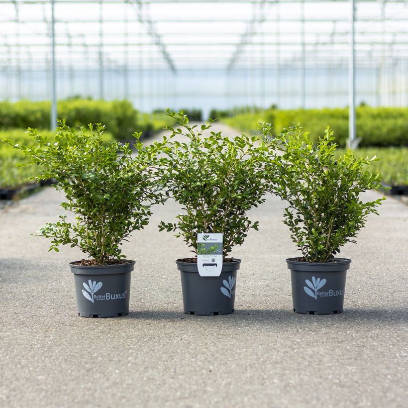 Buis - Buxus Betterbuxus Heritage (Port)
