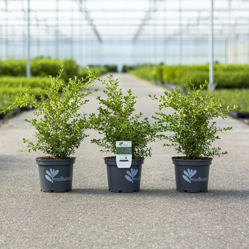 Buis - Buxus Betterbuxus Renaissance (Port)