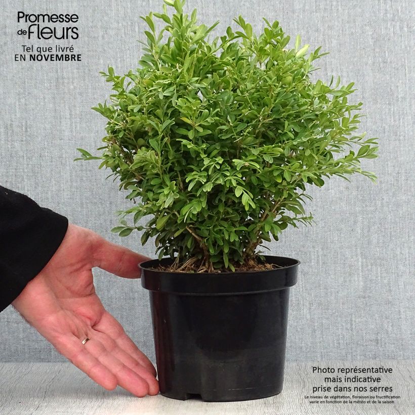 Spécimen de Buis - Buxus microphylla Rococo Pot de 3L/4L tel que livré en automne