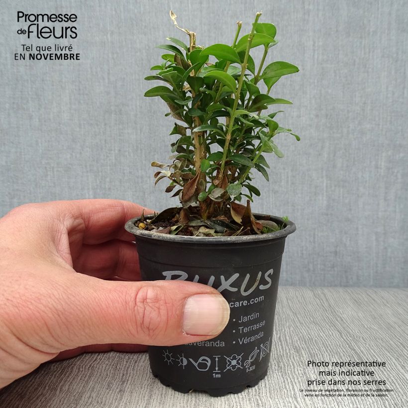 Spécimen de Buis bordure - Buxus sempervirens Godet de 8/9 cm tel que livré en automne