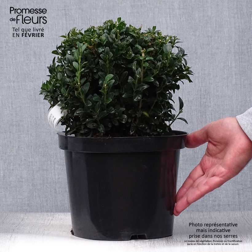 Spécimen de Buis boule - Buxus sempervirens Pot de 2L/3L, Boule tel que livré en automne