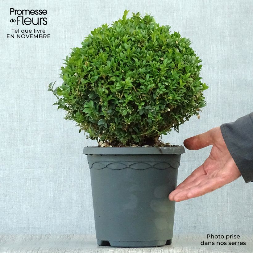 Spécimen de Buis boule - Buxus sempervirens Pot de 4L/5L, Boule tel que livré en automne