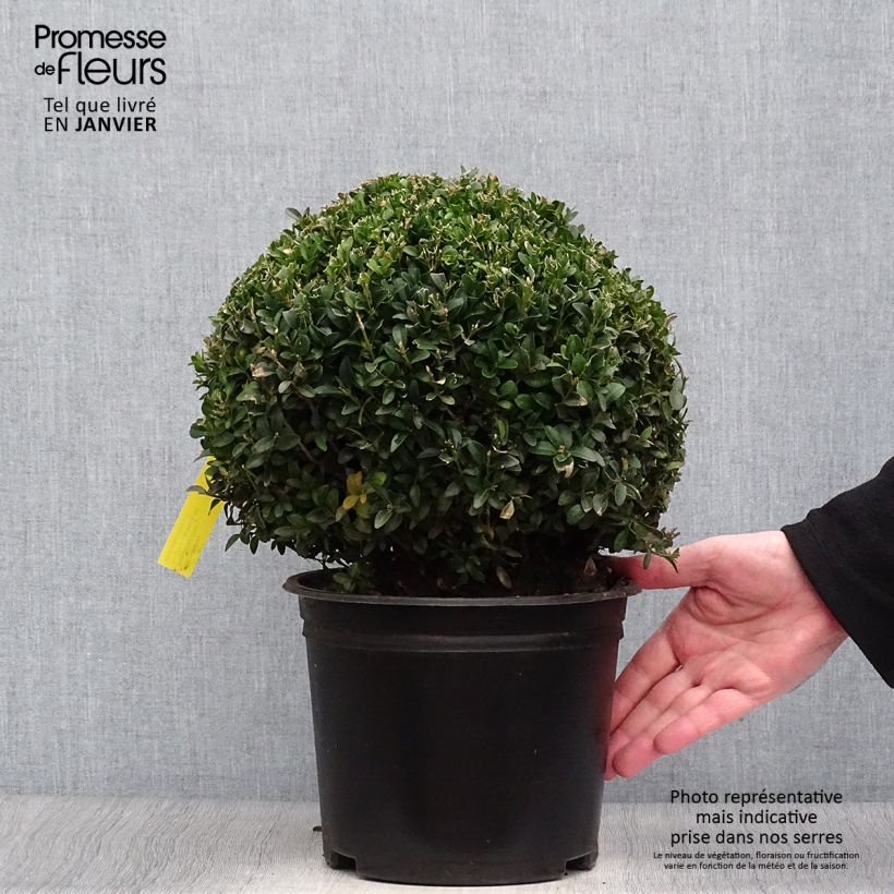 Spécimen de Buis boule - Buxus sempervirens Pot de 4L/5L, Boule tel que livré en hiver