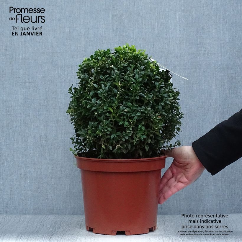 Spécimen de Buis boule - Buxus sempervirens Pot de 7,5L/10L, Boule tel que livré en hiver
