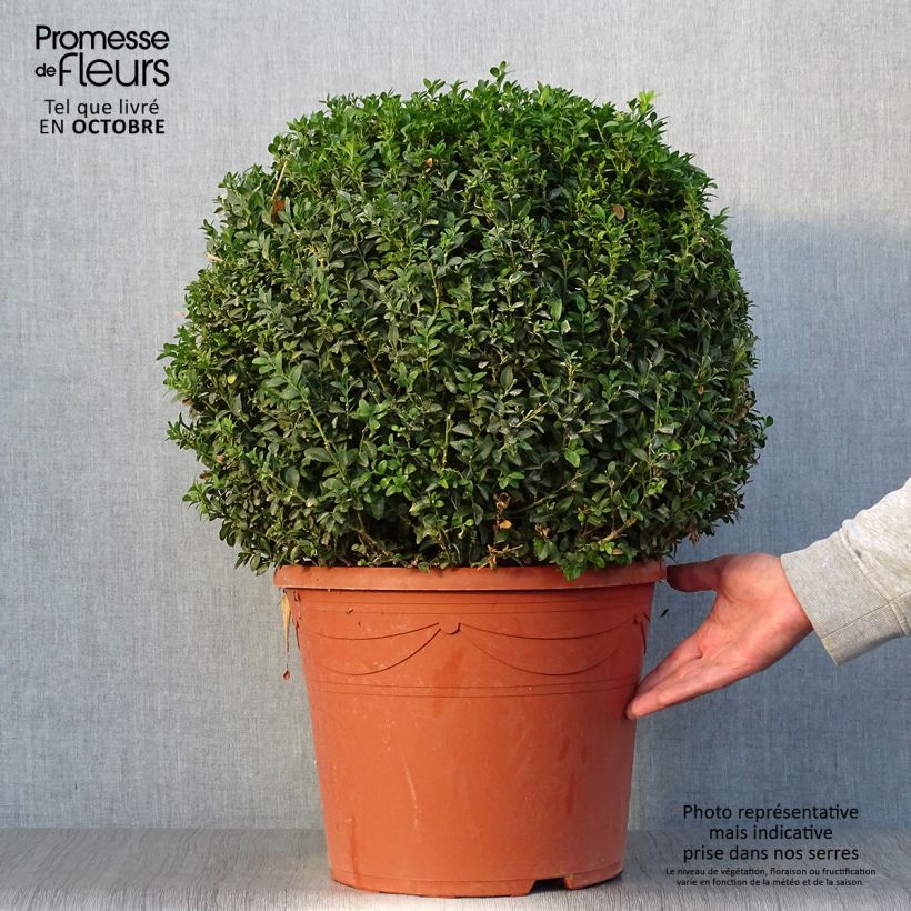 Spécimen de Buis boule - Buxus sempervirens Pot de 20L/25L, Boule tel que livré en automne
