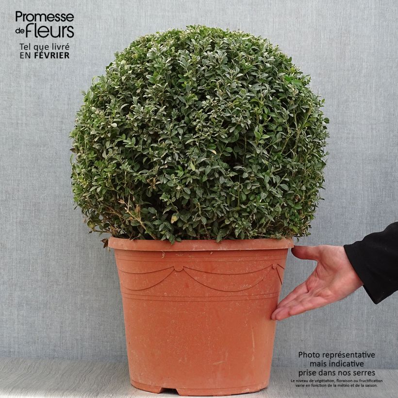 Spécimen de Buis boule - Buxus sempervirens Pot de 20L/25L, Boule tel que livré en hiver