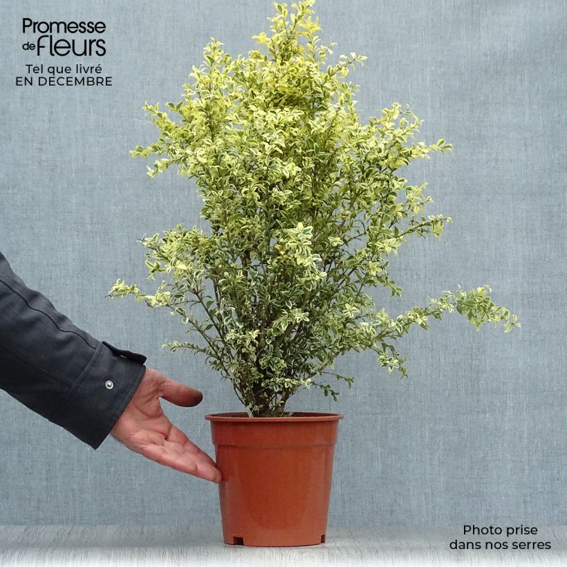 Spécimen de Buis commun panaché - Buxus sempervirens Elegans Pot de 2L/3L tel que livré en hiver