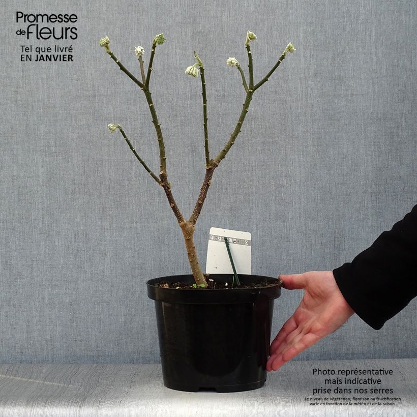 Spécimen de Buisson à papier - Edgeworthia chrysantha Winter Liebe Pot de 4L/5L tel que livré en hiver