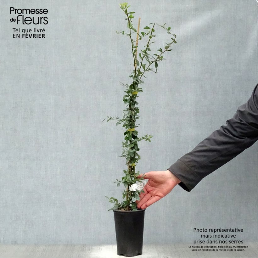 Spécimen de Pyracantha coccinea Saphyr Jaune - Buisson ardent   Pot de 2L/3L tel que livré en hiver