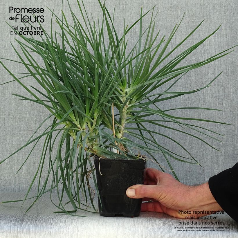 Spécimen de Bulbine frutescens - Bulbine jaune Pot de 1L/1,5L tel que livré en automne