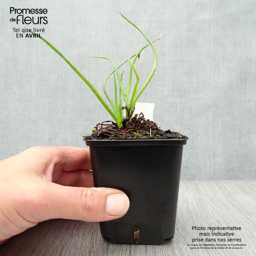 Spécimen de Bulbine frutescens - Bulbine jaune Godet de 8/9 cm tel que livré au printemps