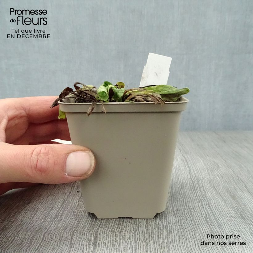 Spécimen de Buphthalmum salicifolium Dora Godet de 8/9 cm tel que livré en hiver