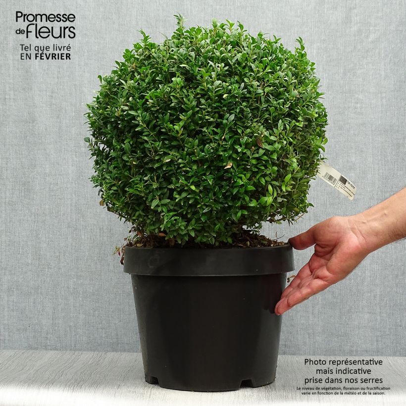 Spécimen de Buxus sempervirens Arborescens - Buis commun Pot de 7,5L/10L, Boule 30/35cm de diamètre tel que livré en automne