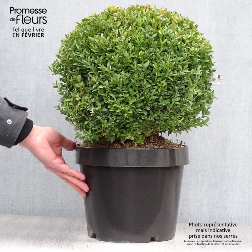 Spécimen de Buxus sempervirens Arborescens - Buis commun Pot de 7,5L/10L, Boule 30/35cm de diamètre tel que livré en hiver
