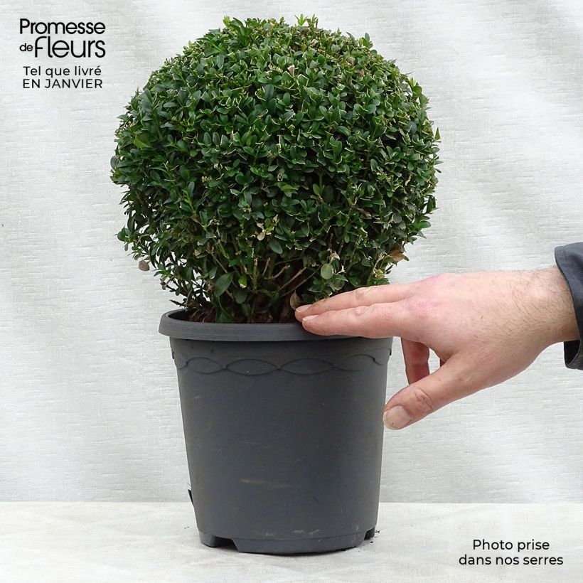Spécimen de Buis boule - Buxus sempervirens Pot de 2L/3L, Boule tel que livré en hiver