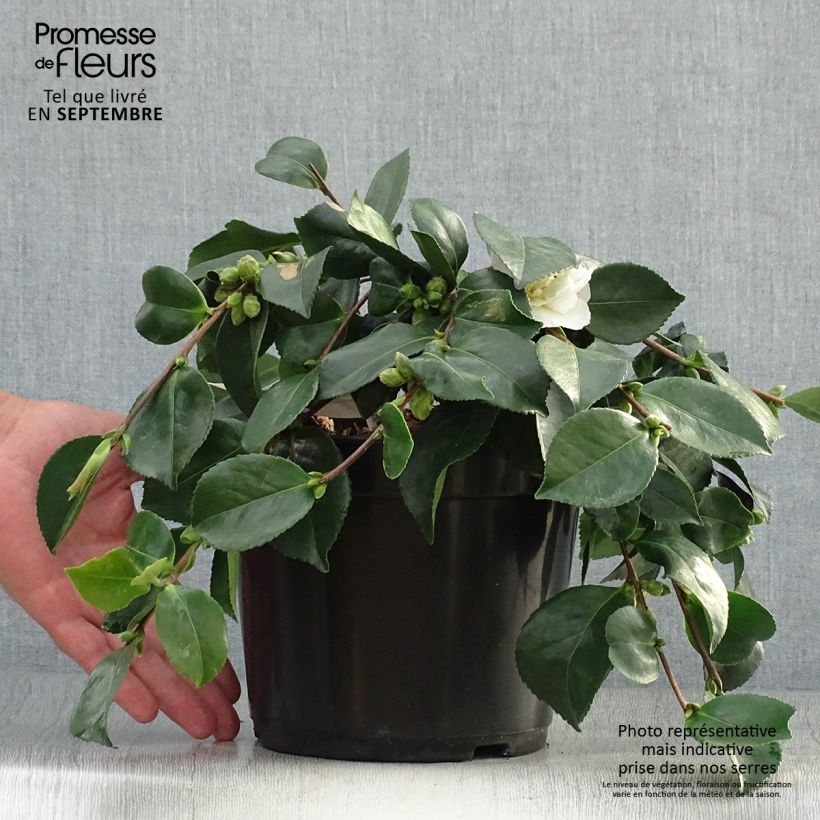 Spécimen de Camélia d'automne - Camellia sasanqua Waterfall White Pot de 4L/5L tel que livré en automne