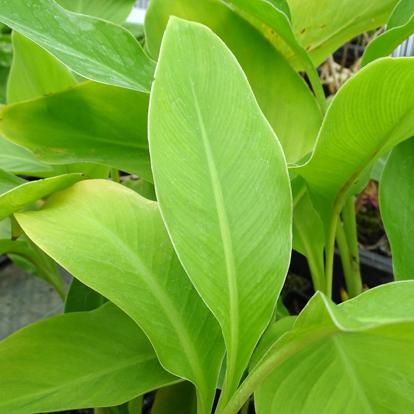 Canna edulis - Canna comestible, Balisier rouge (Feuillage)