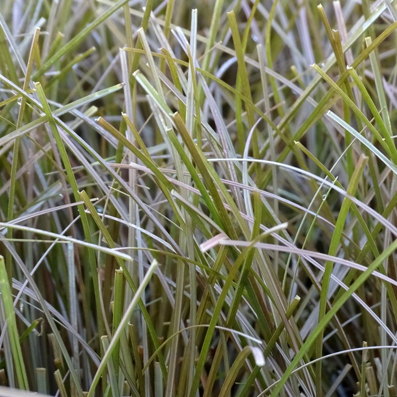 Carex flagellifera Bronzita - Laîche de Nouvelle-Zélande (Feuillage)