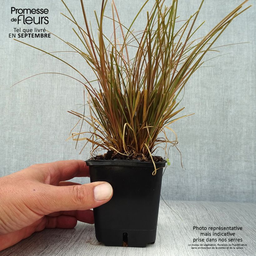Spécimen de Carex flagellifera Bronzita - Laîche de Nouvelle-Zélande Godet de 8/9 cm tel que livré en automne
