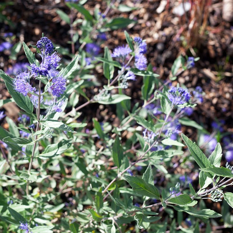 Caryopteris clandonensis Dark Knight - Spirée bleue (Floraison)