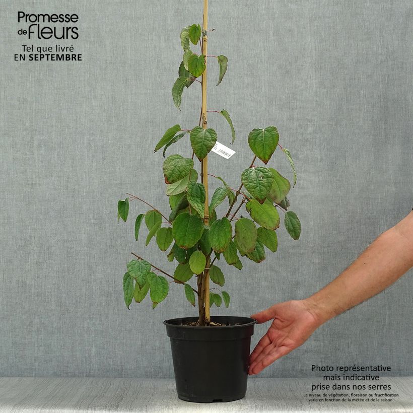 Spécimen de Cercidiphyllum japonicum Glowball - Arbre à caramel  Pot de 4L/5L tel que livré en automne