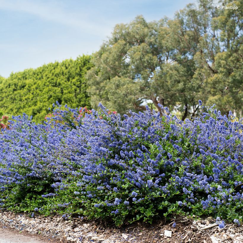Céanothe Pacific Wave - Lilas de Californie (Port)