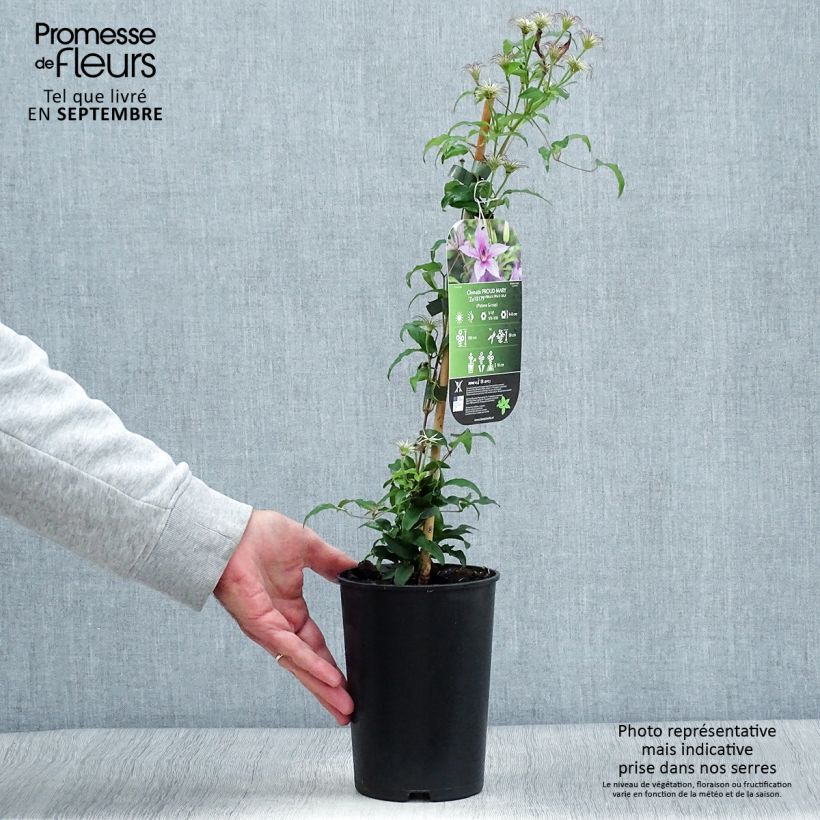 Spécimen de Clématite Proud Mary Pot de 2L/3L tel que livré en automne