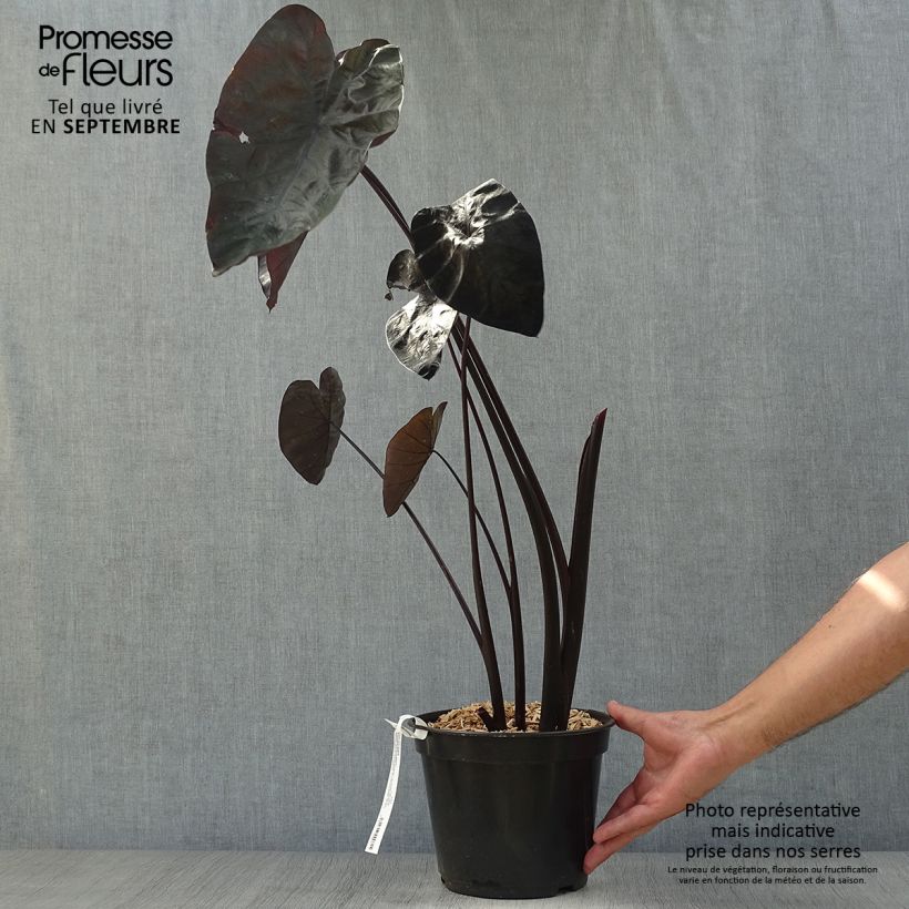 Spécimen de Colocasia Painted Black Gecko - Oreille d'éléphant  Pot de 4L/5L tel que livré en automne