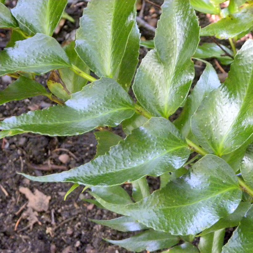 Cyrtomium falcatum Spin Cycle - Fougère houx (Feuillage)