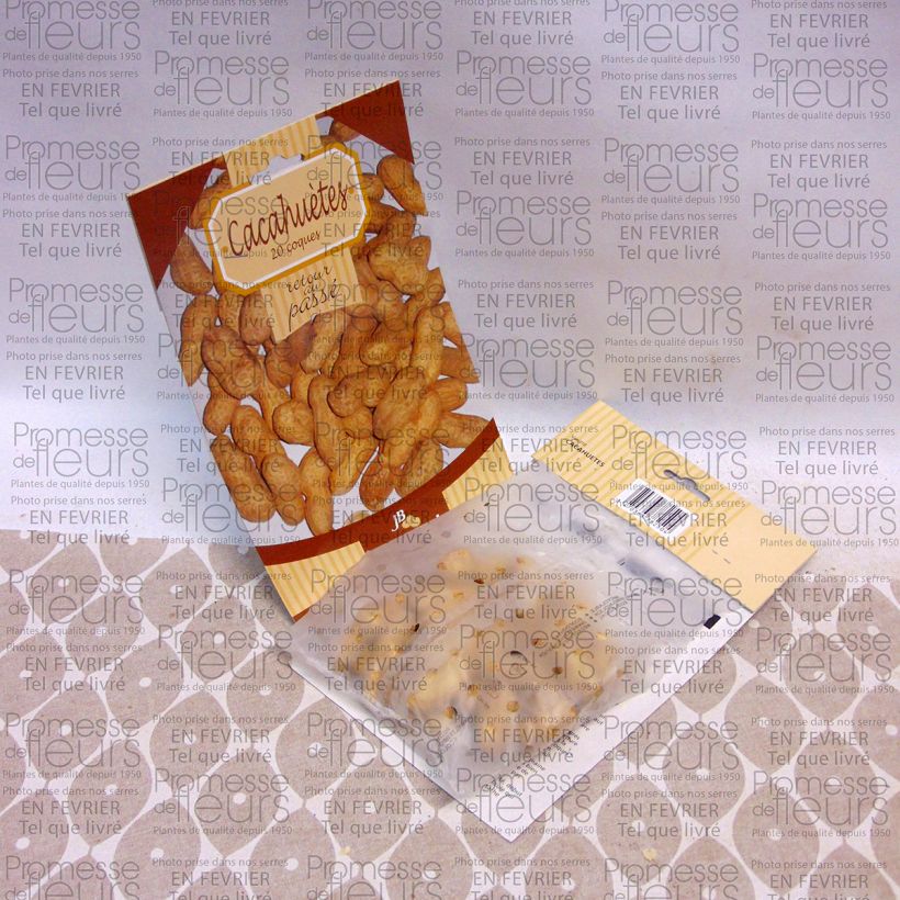 Exemple de spécimen de Cacahuètes X 20 - Arachide le sachet de 20 graines tel que livré