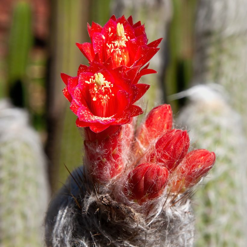 Cactus cierge - Cleistocactus strausii (Floraison)