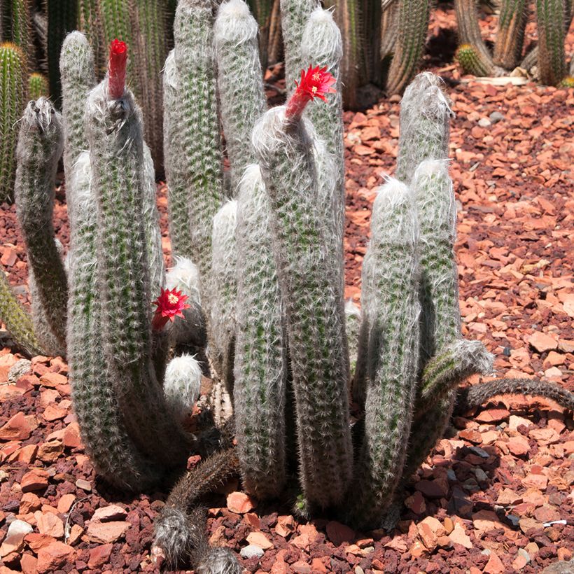 Cactus cierge - Cleistocactus strausii (Port)
