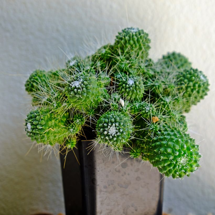 Cactus - Mammillaria Un Pico (Port)